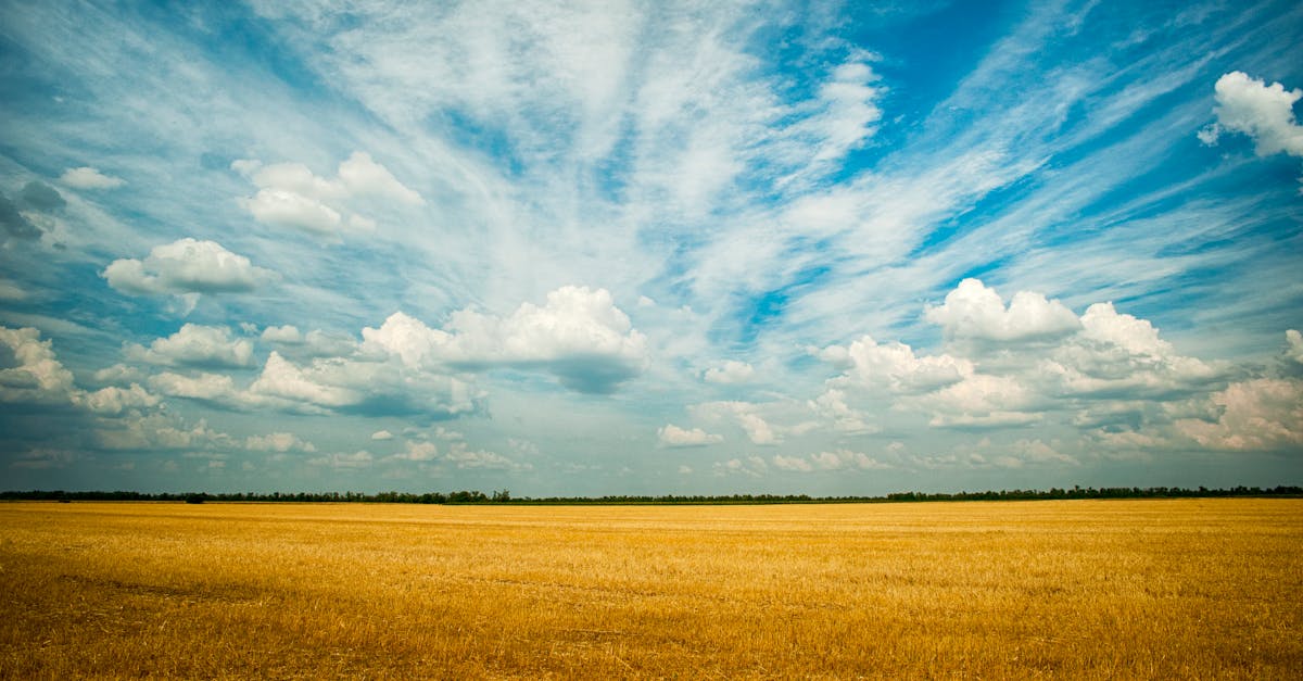 découvrez tout sur les terres agricoles : leur importance, les types de cultures, les enjeux environnementaux et les meilleures pratiques pour une agriculture durable. informez-vous sur la gestion et l'utilisation des surfaces agricoles pour maximiser la production et préserver les ressources naturelles.