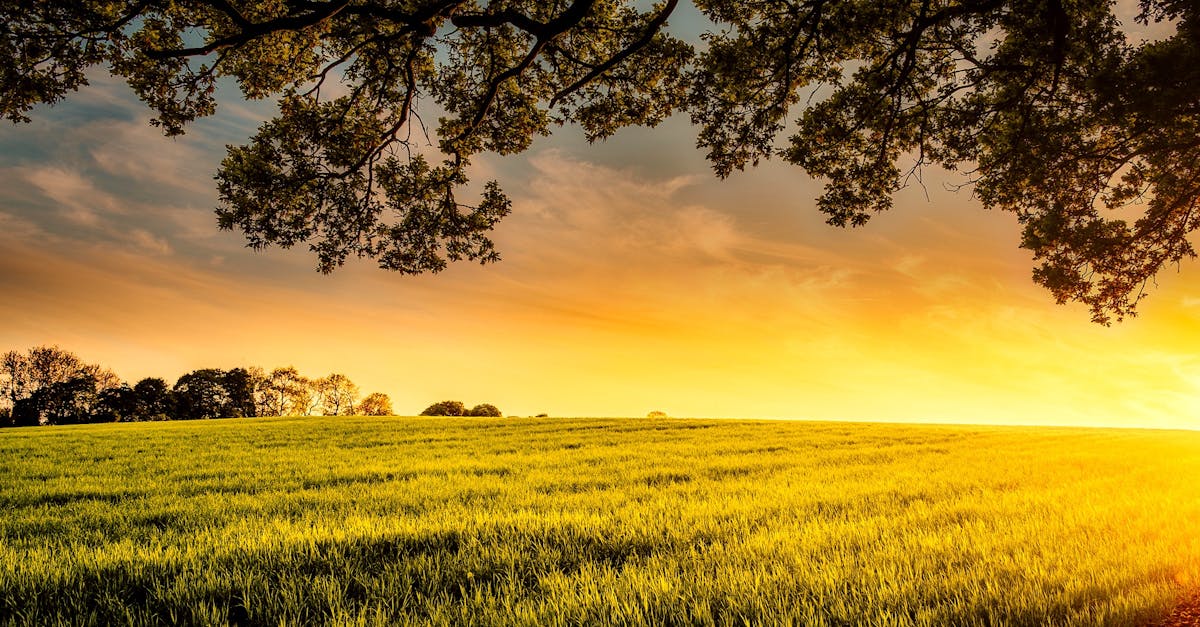 découvrez l'importance des terres agricoles dans la production alimentaire, leur gestion durable et leur impact sur l'environnement. informez-vous sur les meilleures pratiques pour préserver ces ressources essentielles à l'agriculture.