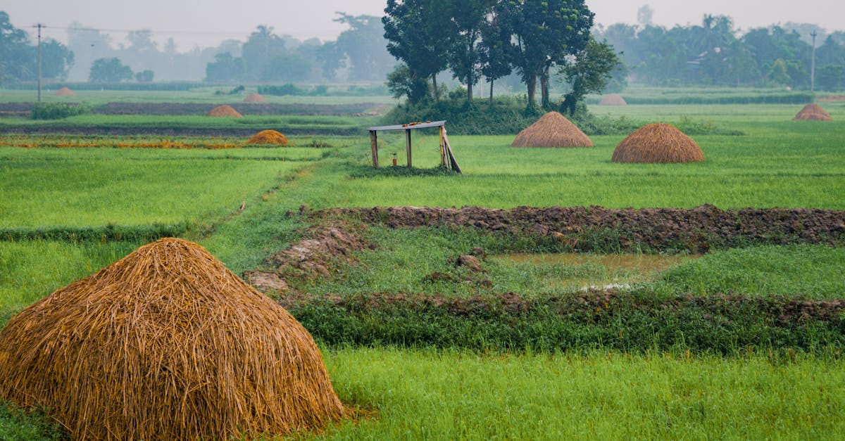découvrez l'importance des terres agricoles, un pilier essentiel pour l'agriculture durable et la sécurité alimentaire. explorez les meilleures pratiques pour la gestion et la préservation de ces ressources vitales.