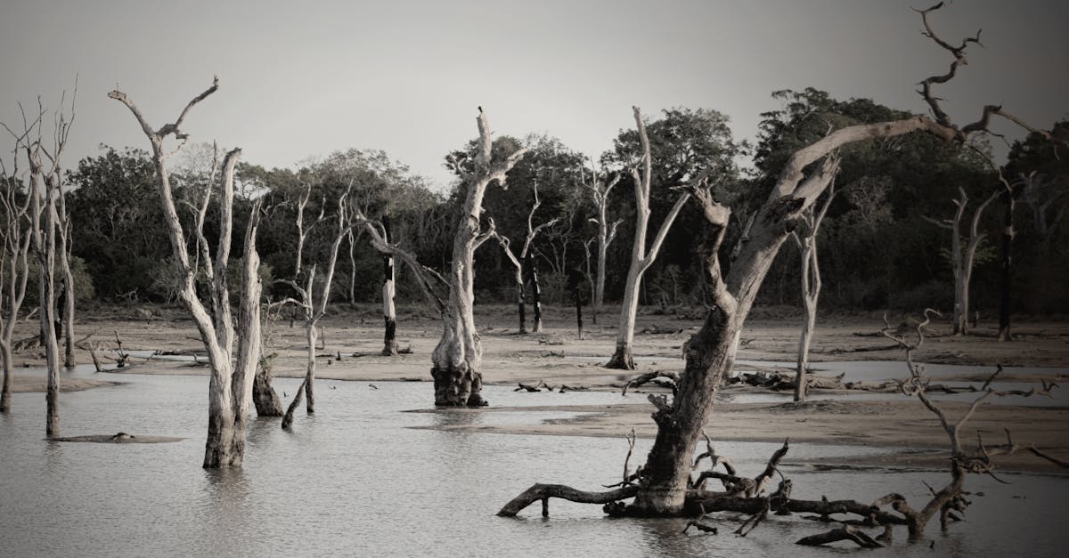 découvrez tout ce qu'il faut savoir sur les zones inondables : définitions, niveaux de risque, conseils de prévention et impact sur l’habitat et l’assurance en france.