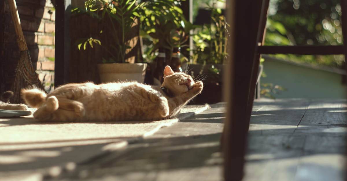 découvrez nos solutions de revêtement de sol extérieur : dalles, bois, carrelage et matériaux innovants pour terrasses, balcons et jardins. conseils et idées pour un aménagement durable et esthétique de vos espaces extérieurs.