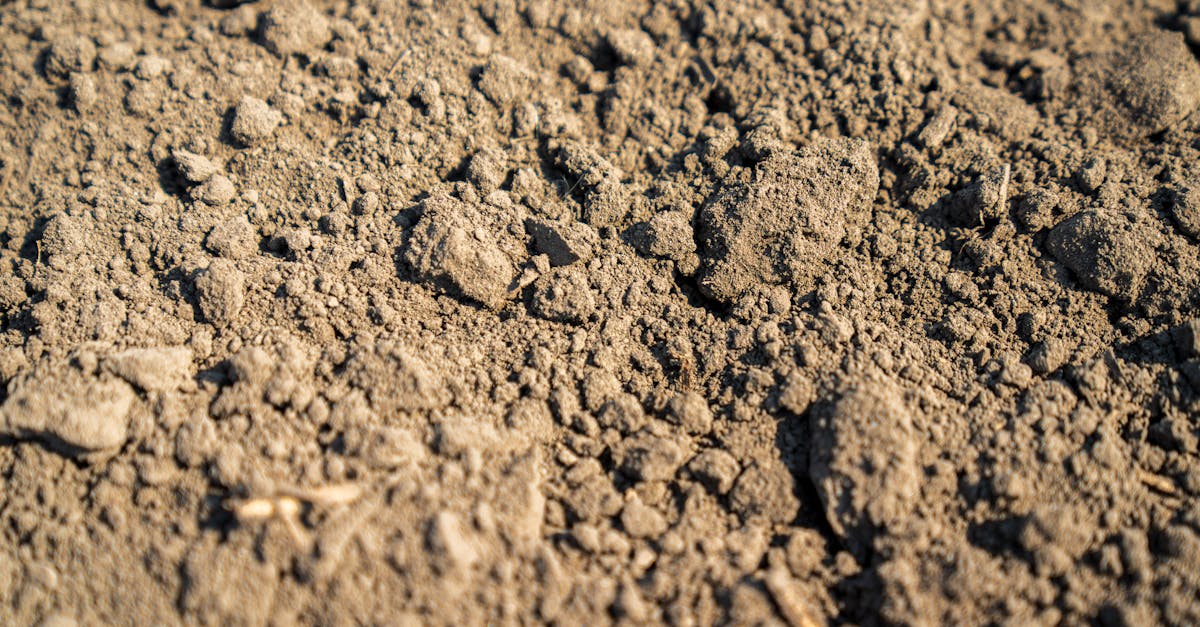 découvrez l'étude du sol, une discipline essentielle pour comprendre la composition, la santé et la durabilité des écosystèmes terrestres. explorez les méthodes d'analyse et les applications pratiques pour l'agriculture et la conservation.