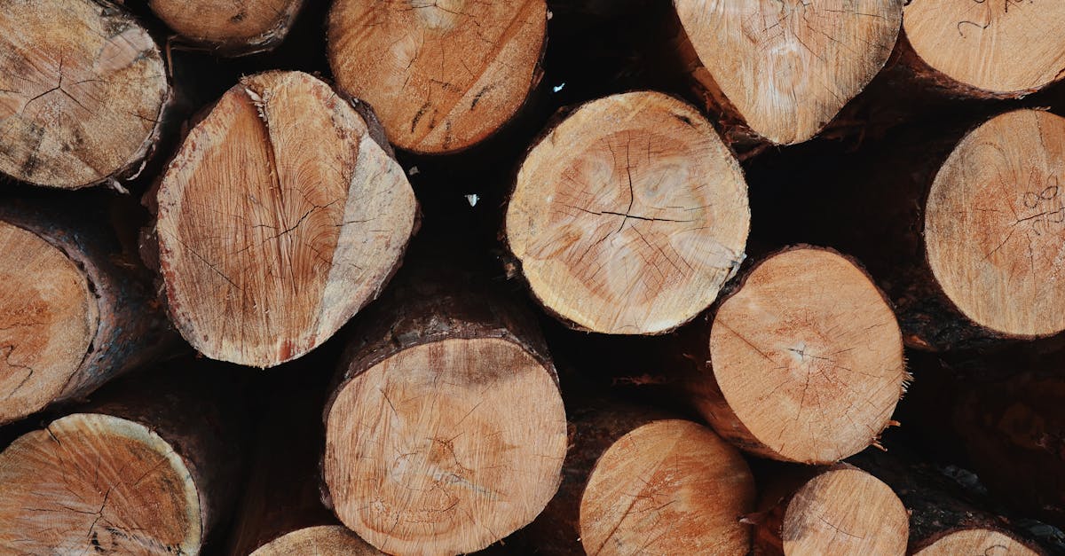 découvrez tout ce qu'il faut savoir sur le timber : types de bois, utilisations, avantages, conseils d'entretien et tendances pour vos projets de construction et décoration.