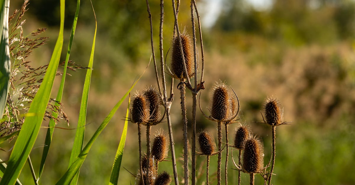 découvrez comment l'éclairage naturel peut transformer vos espaces de vie, améliorer votre bien-être et réduire votre consommation d'énergie. conseils, astuces et idées pour profiter au maximum de la lumière du jour.