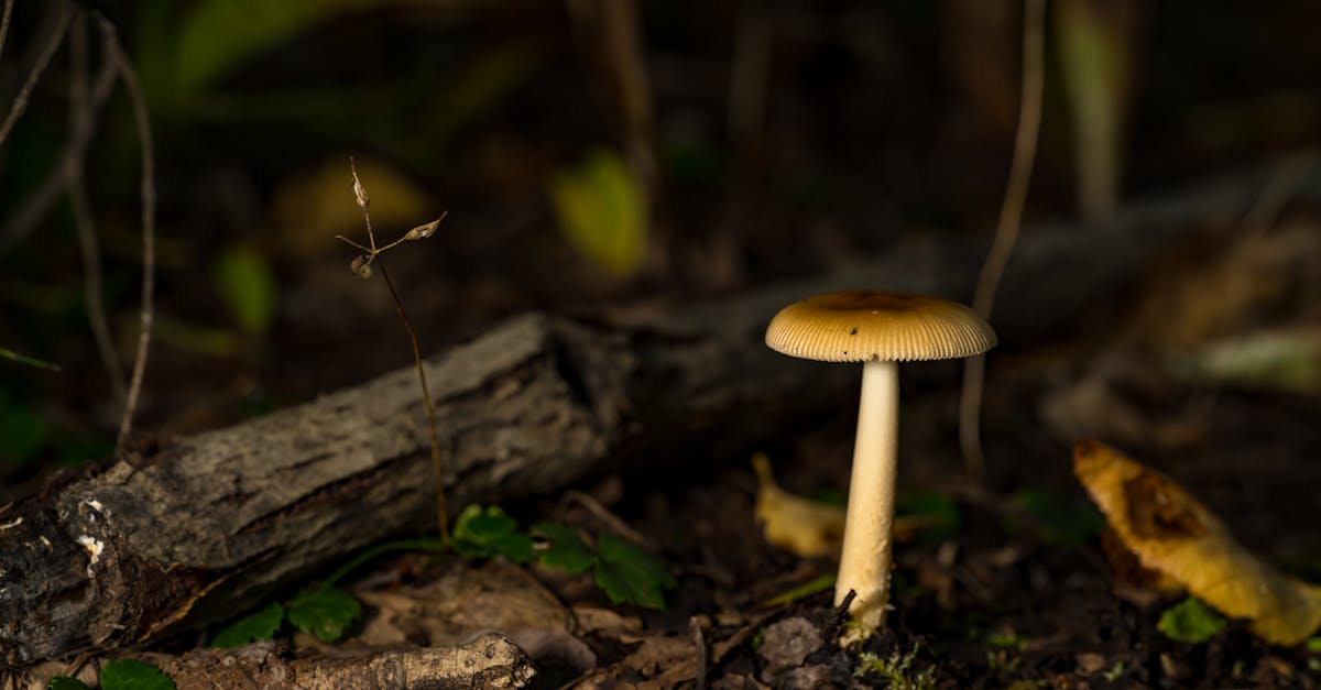 idées et conseils pratiques pour organiser et optimiser votre sous-sol, maximiser l'espace de rangement et garder un environnement propre et ordonné.