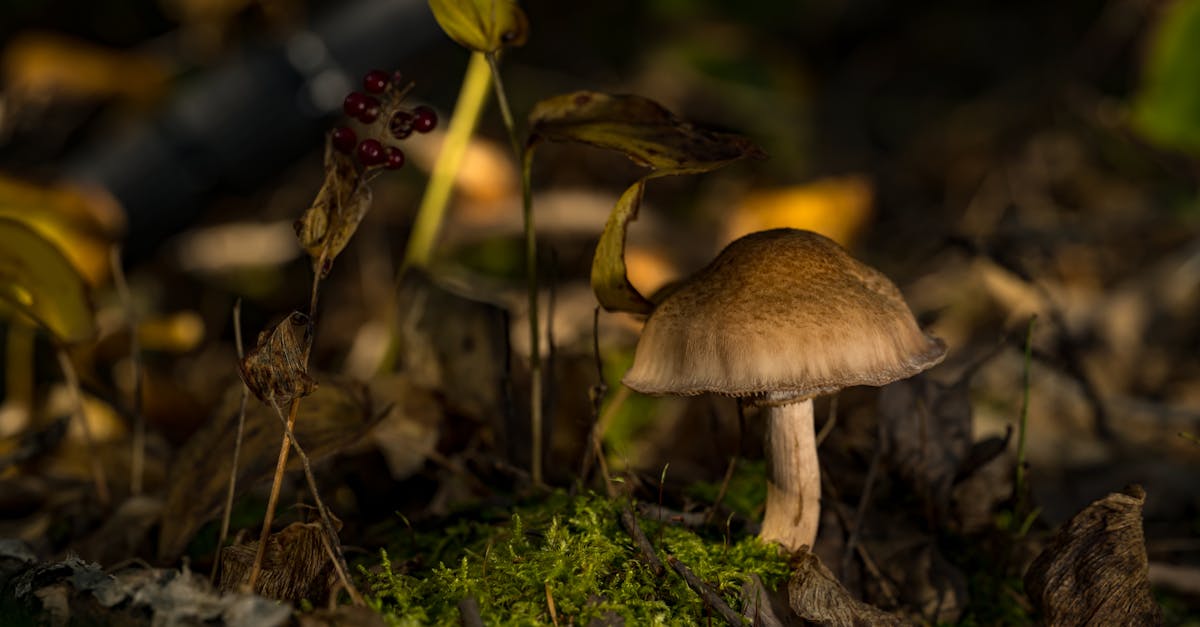 découvrez des astuces et solutions pratiques pour organiser efficacement votre sous-sol, maximiser l'espace et garder un environnement propre et fonctionnel.