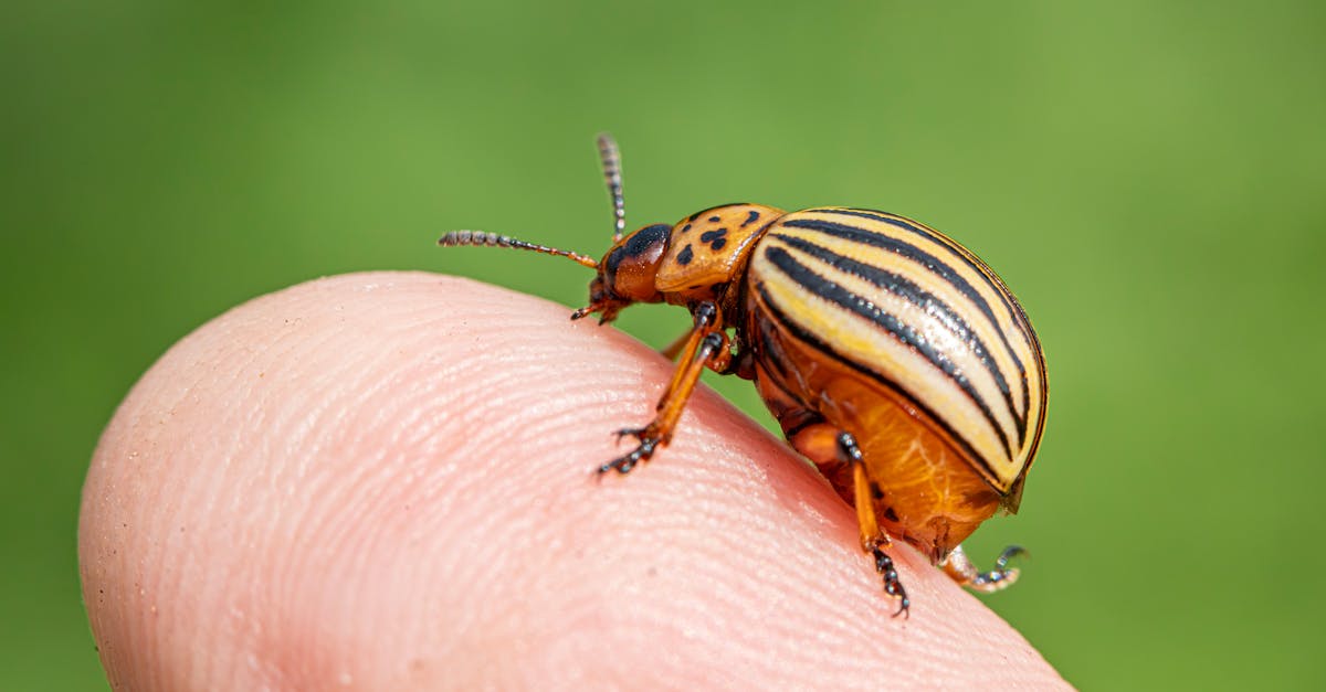 découvrez comment identifier, prévenir et éliminer les pyrales des tapis, des insectes nuisibles qui peuvent endommager vos textiles et meubles.