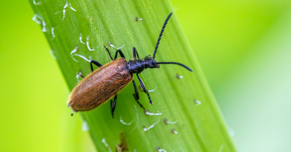 découvrez comment identifier, prévenir et éliminer les coléoptères des tapis, ces petits insectes nuisibles qui endommagent vos textiles.