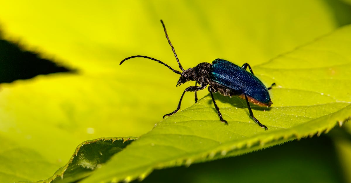 découvrez comment identifier et lutter contre les dermestes, ces petits coléoptères nuisibles responsables des dommages aux tapis et textiles.