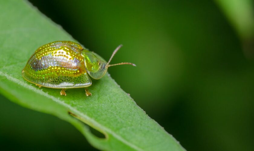 découvrez comment identifier, prévenir et éliminer les dermestidés, également appelés vrillettes de tapis, afin de protéger efficacement vos textiles et meubles.