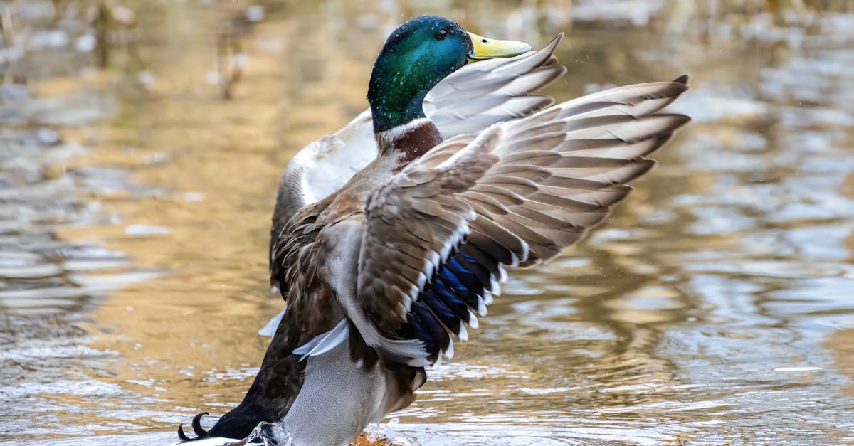 installation de chatière rapide et professionnelle pour faciliter l'accès de votre chat à l'extérieur en toute sécurité.