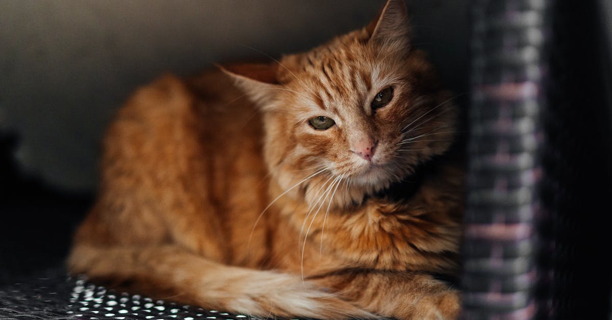 installation de chatière : guide pratique pour installer facilement une chatière adaptée à votre maison et offrir à votre chat une liberté optimale.