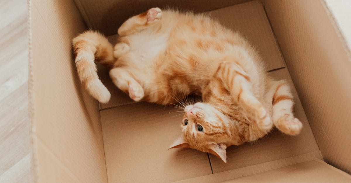 installation de chatière : guide pratique pour poser facilement une chatière afin que votre chat puisse entrer et sortir librement de la maison.