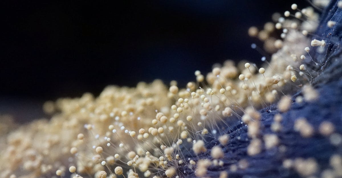 découvrez comment éliminer efficacement la moisissure des tissus pour retrouver des vêtements propres et frais en toute simplicité.