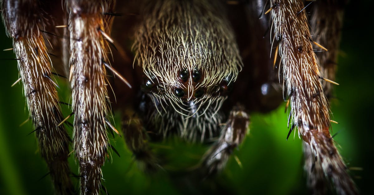 découvrez des méthodes efficaces pour prévenir la présence d'araignées dans votre maison et maintenir un environnement propre et sûr.