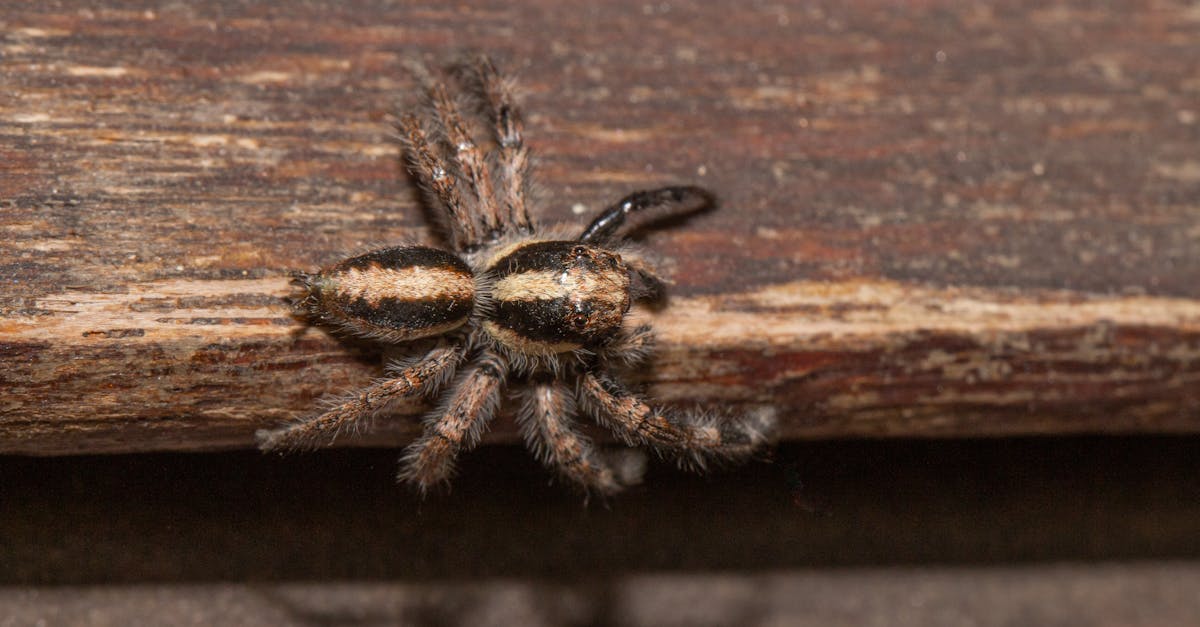 conseils efficaces et méthodes pour prévenir la présence d'araignées dans votre maison et votre jardin.