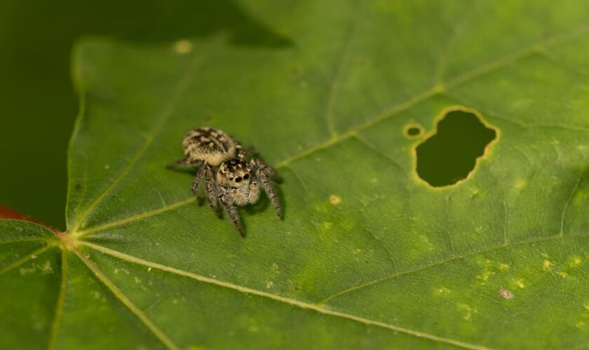 découvrez des conseils efficaces pour la prévention des araignées et gardez votre maison propre et sans nuisibles.