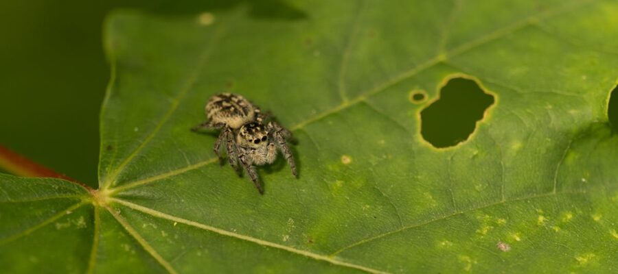 découvrez des conseils efficaces pour la prévention des araignées et gardez votre maison propre et sans nuisibles.