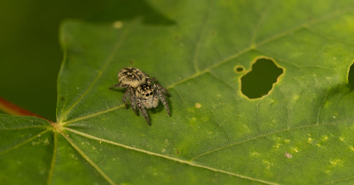 découvrez des conseils efficaces pour la prévention des araignées et gardez votre maison propre et sans nuisibles.