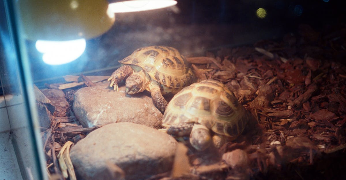 régulation de la température de l'eau : découvrez les méthodes et technologies pour maintenir une température optimale et assurer confort et sécurité.
