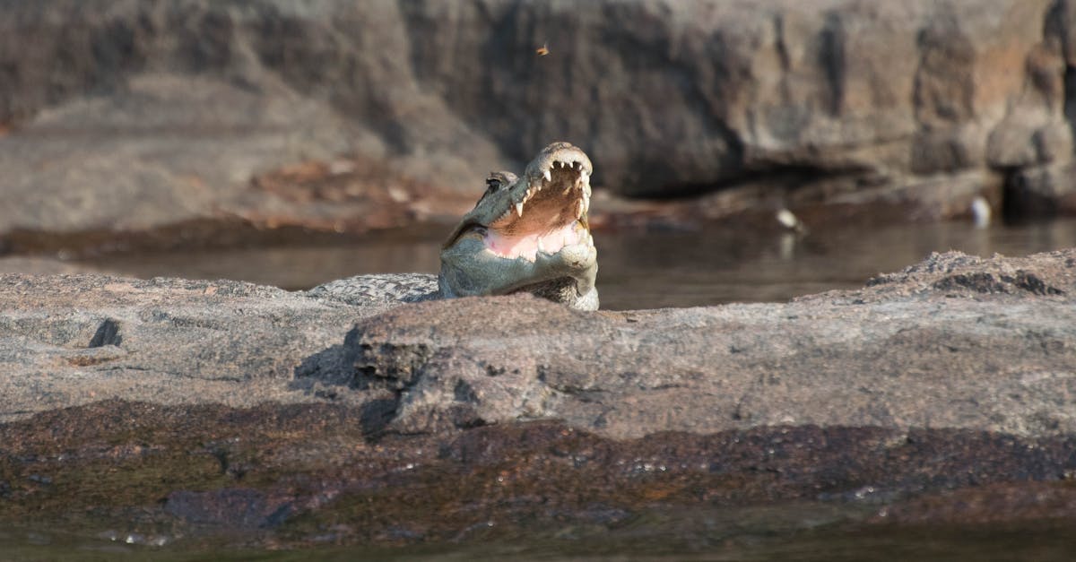 découvrez les méthodes et technologies pour la régulation optimale de la température de l'eau, assurant confort, sécurité et efficacité énergétique.